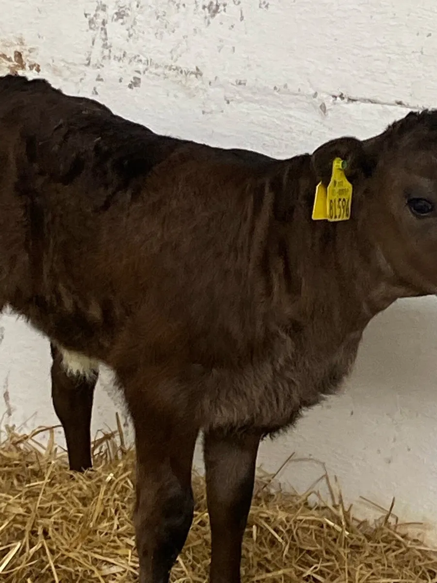 A SERIOUS LIMOUSINE HEIFER SUCK CALF - Image 2