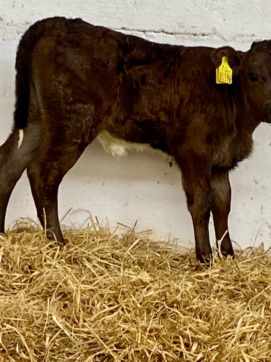 A SERIOUS LIMOUSINE HEIFER SUCK CALF - Image 3