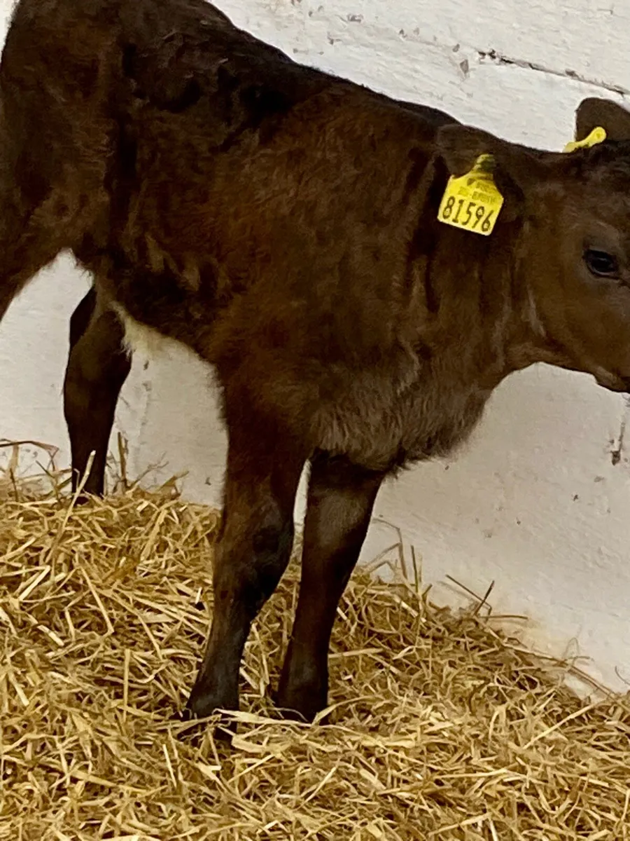 A SERIOUS LIMOUSINE HEIFER SUCK CALF - Image 4