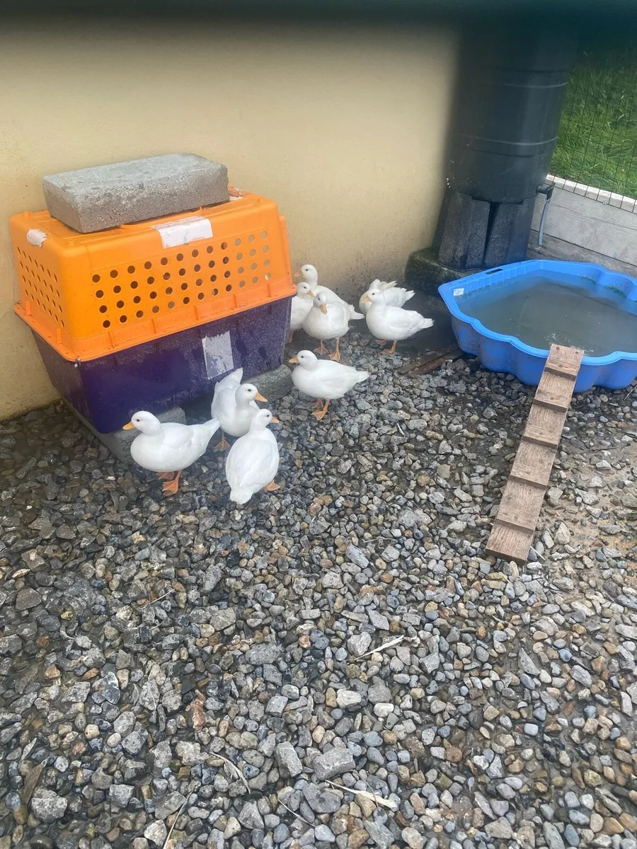 White call ducks. - Image 2