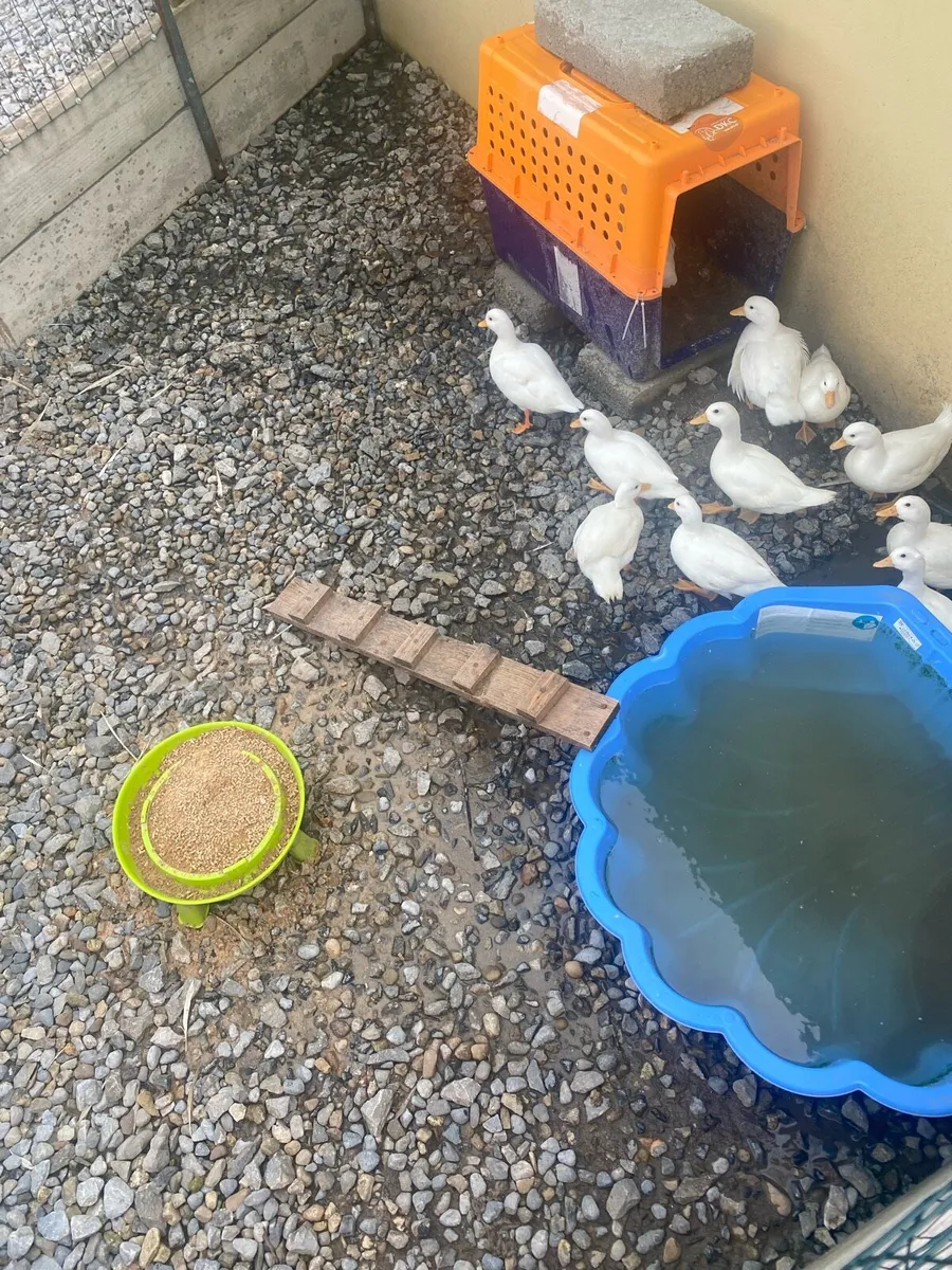 White call ducks. - Image 4