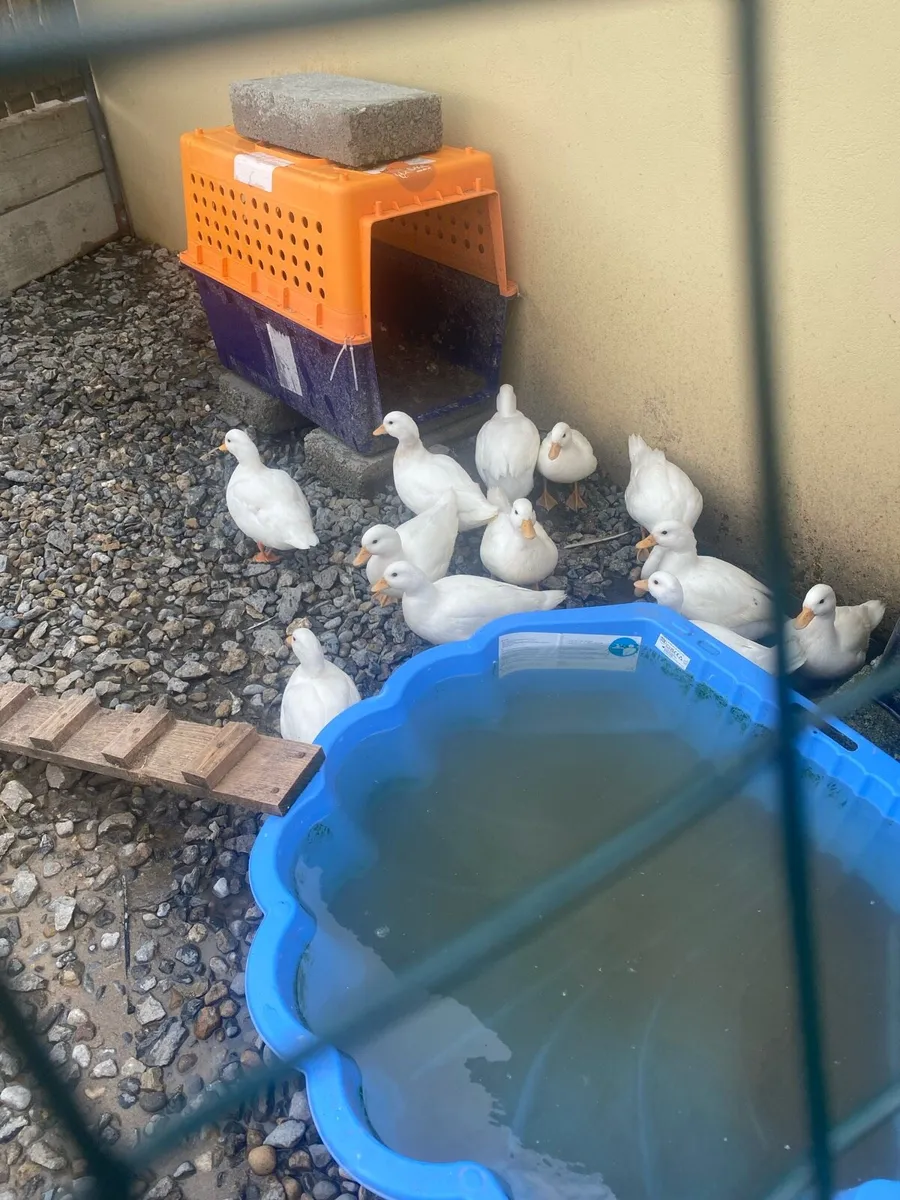 White call ducks. - Image 1