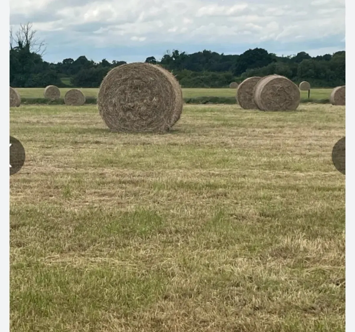 Hay