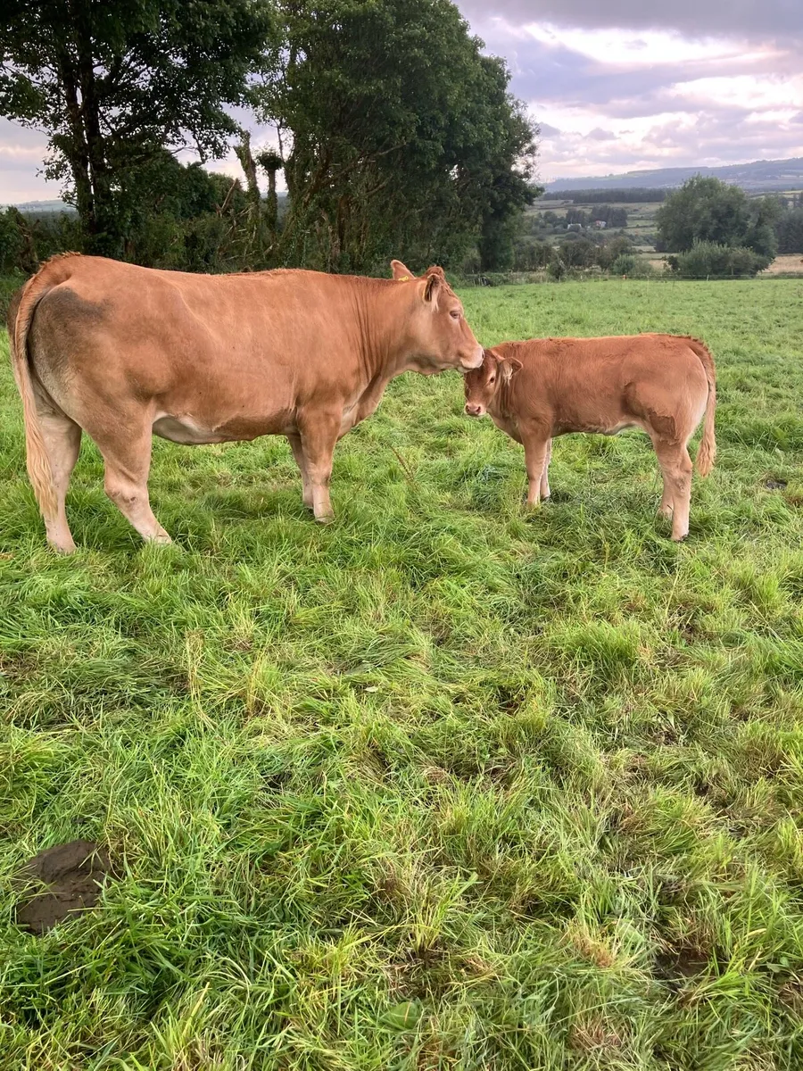 Gortatlea Mart Friday 18th July - Image 1