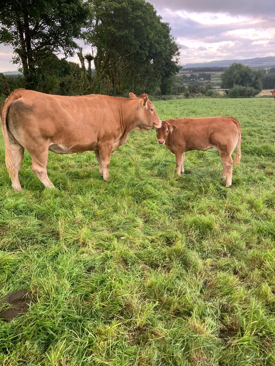 Gortatlea Mart Friday 18th July - Image 2