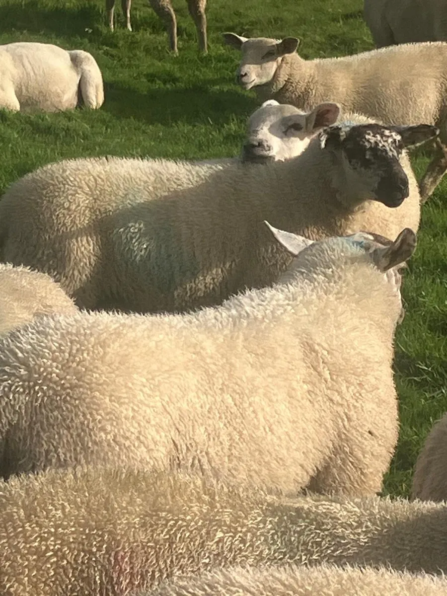 Ewe lambs - Image 1