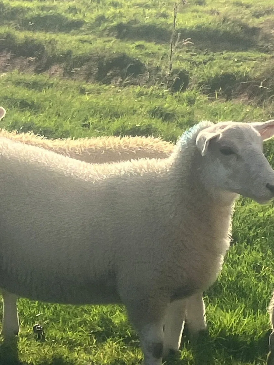 Ewe lambs - Image 2