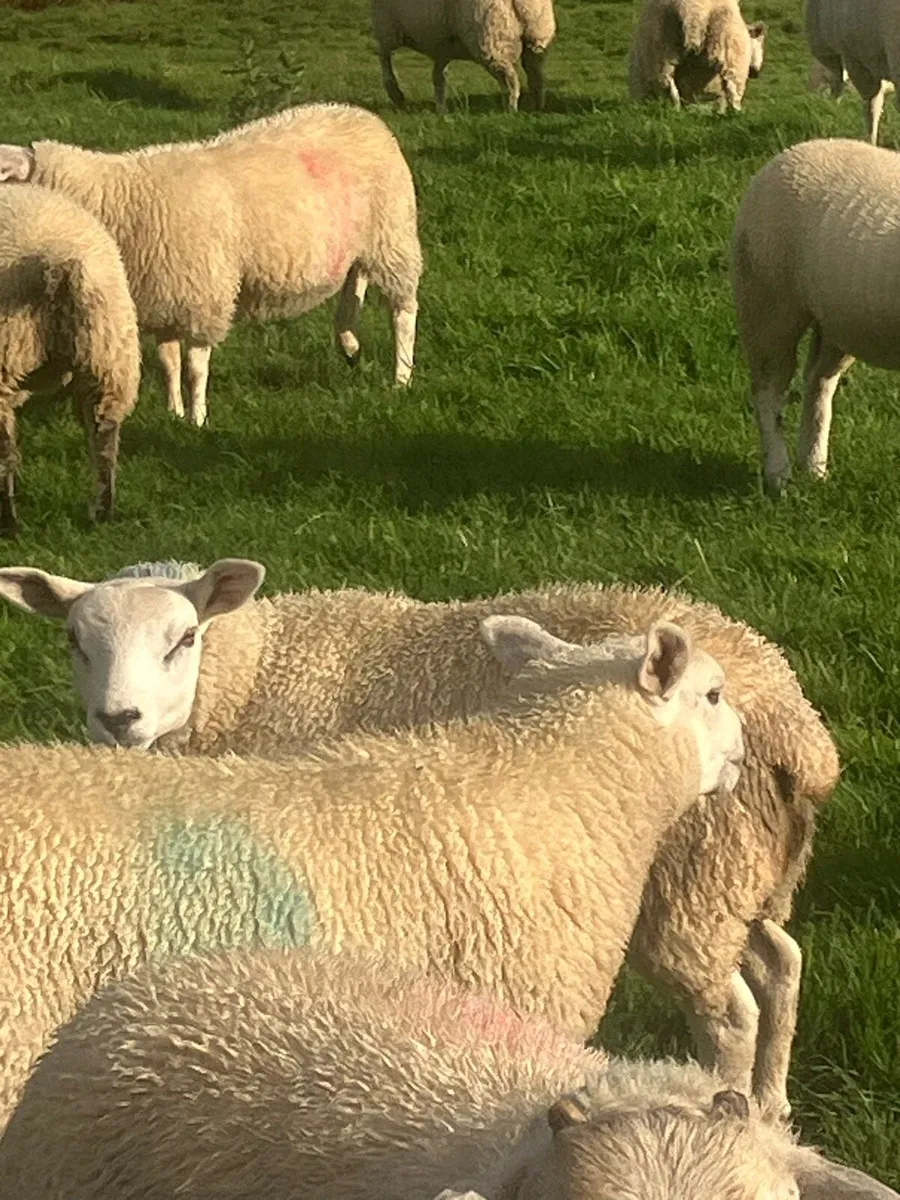 Ewe lambs - Image 3