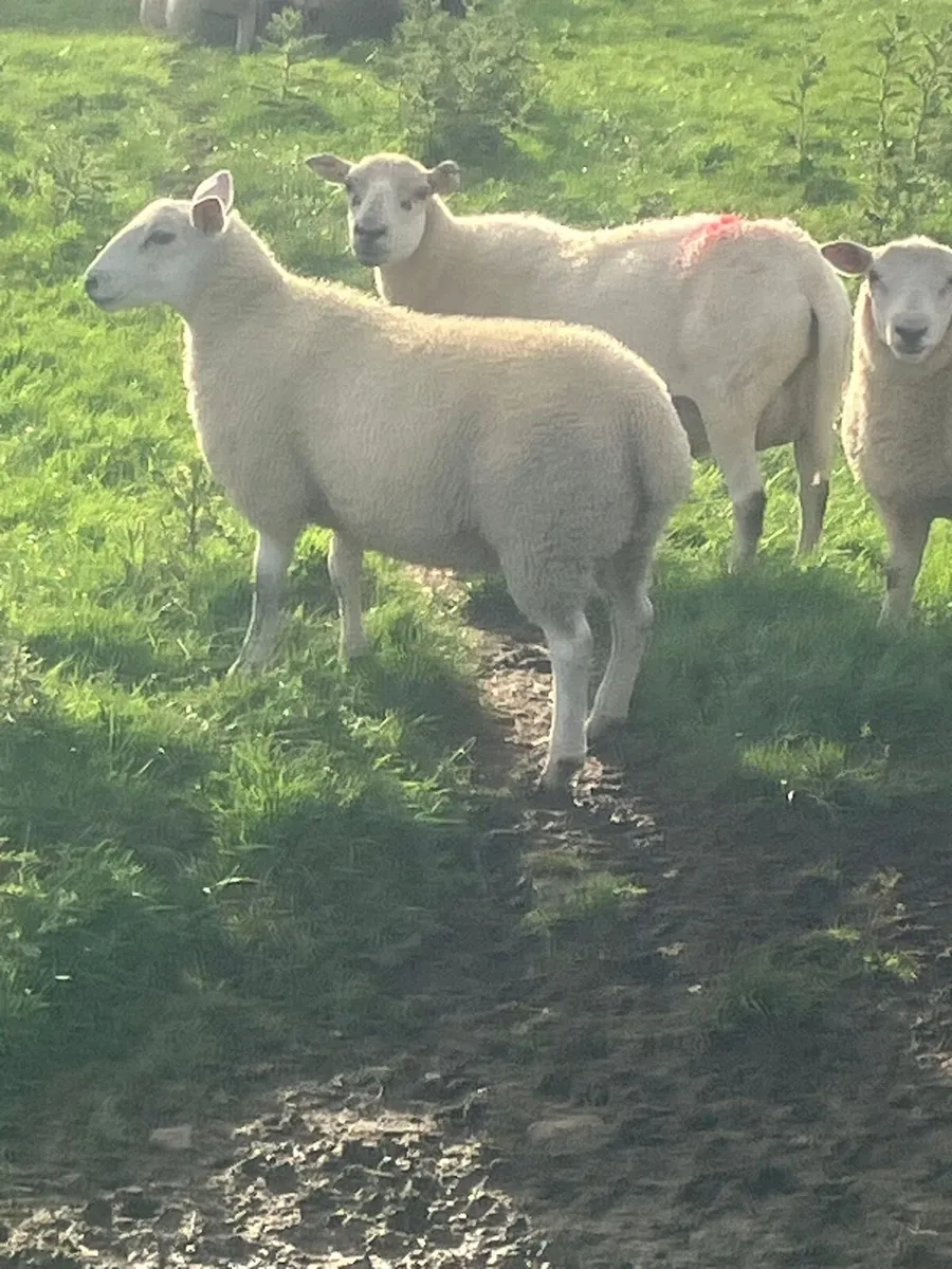 Ewe lambs - Image 4
