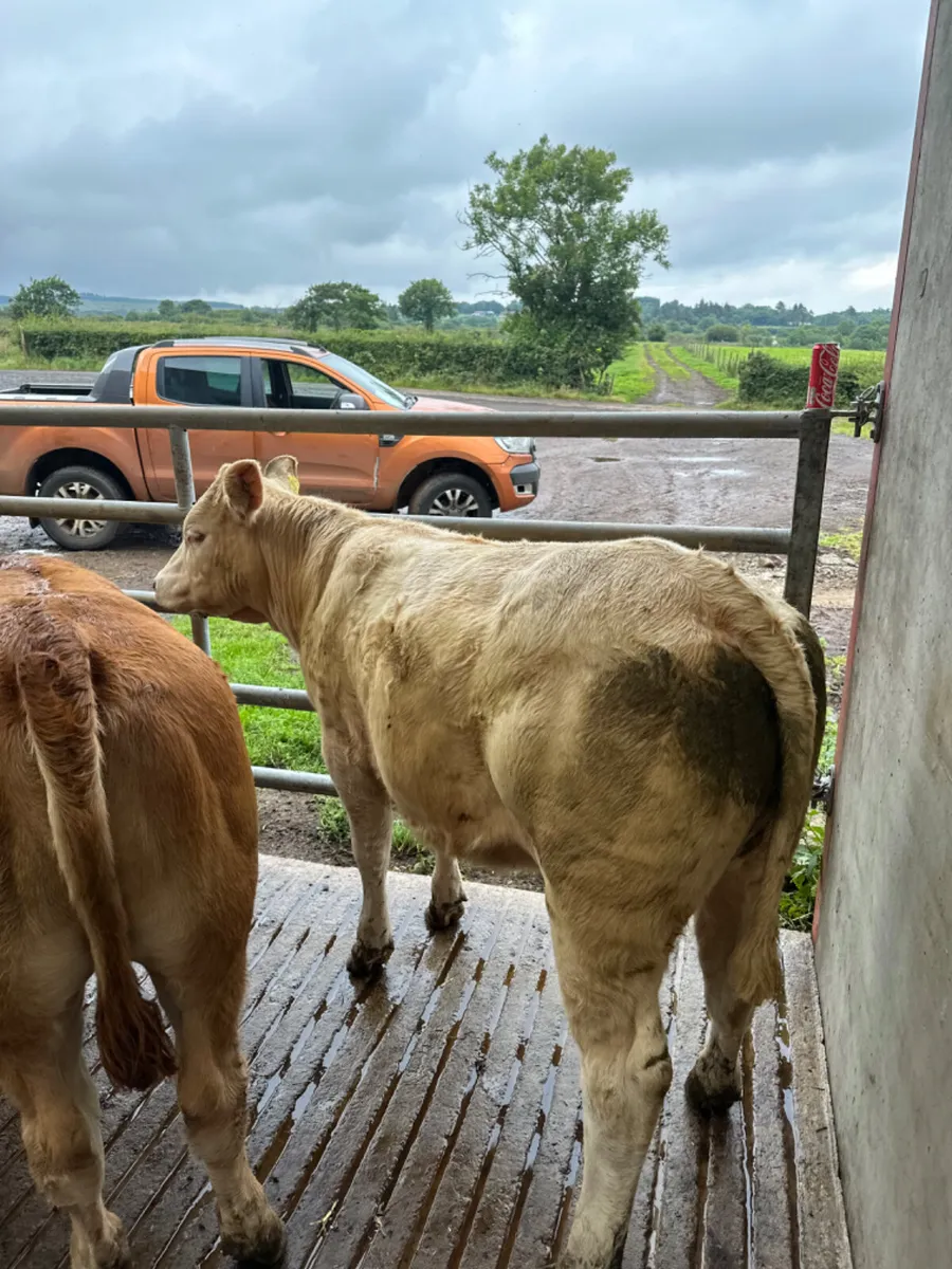 Heifers - Image 2