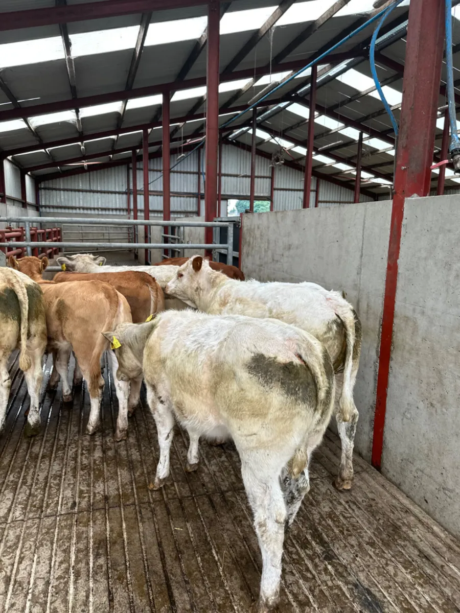 Heifers - Image 3