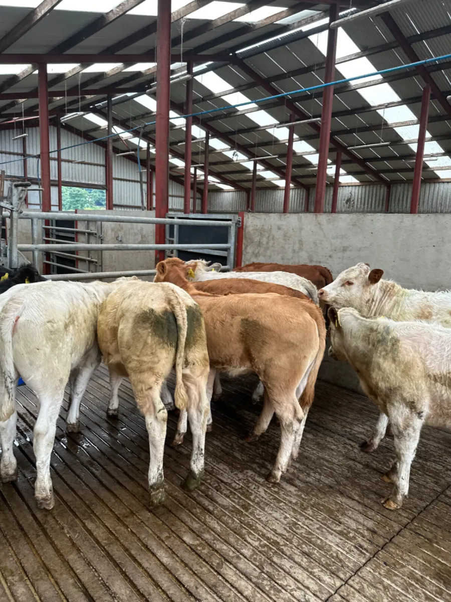 Heifers - Image 4