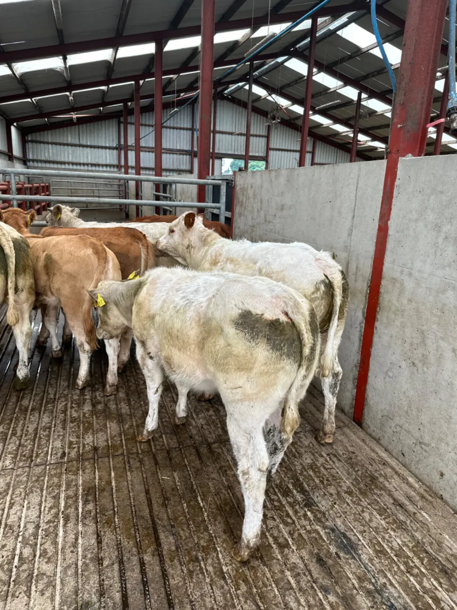 Heifers - Image 1