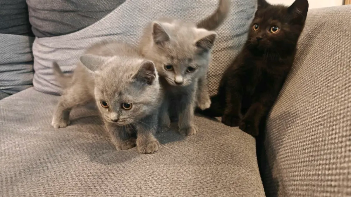 British Shorthair Kittens - Image 1