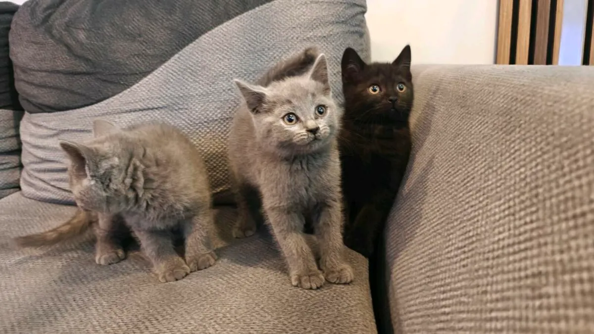 British Shorthair Kittens - Image 2