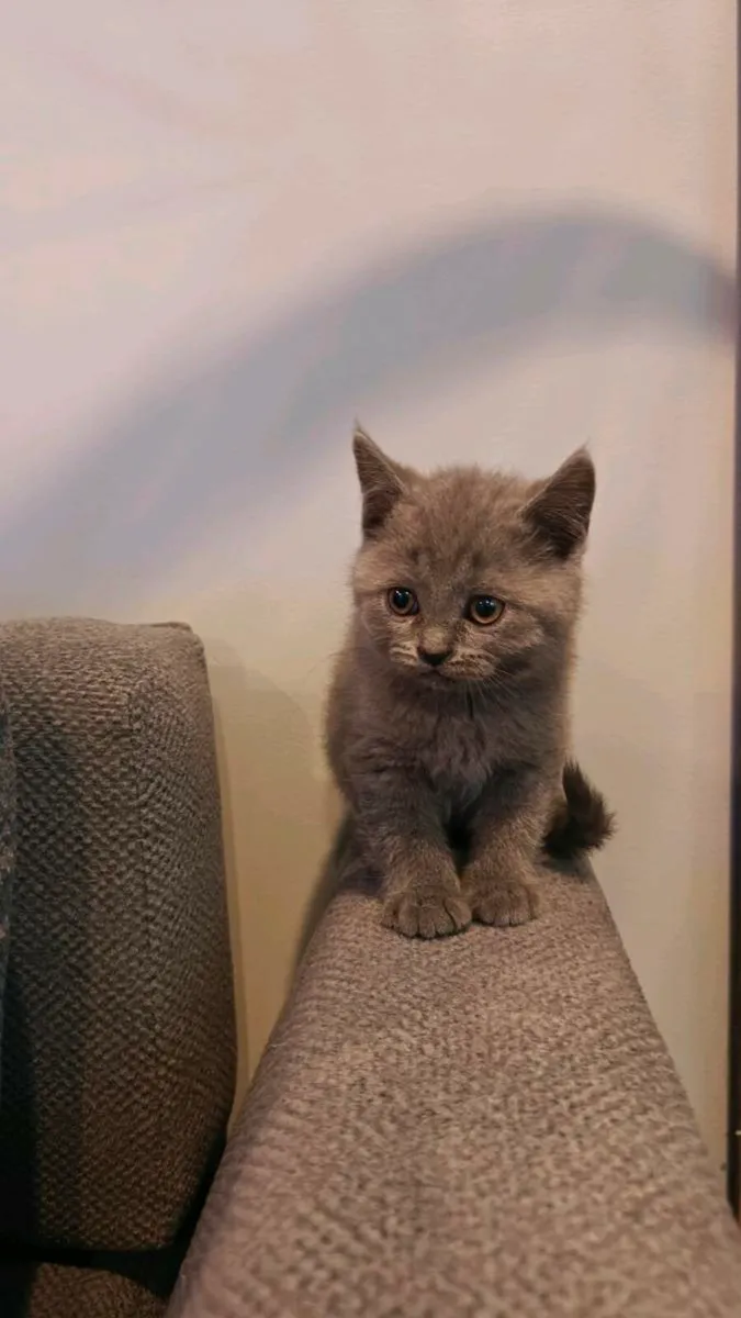 British Shorthair Kittens - Image 3