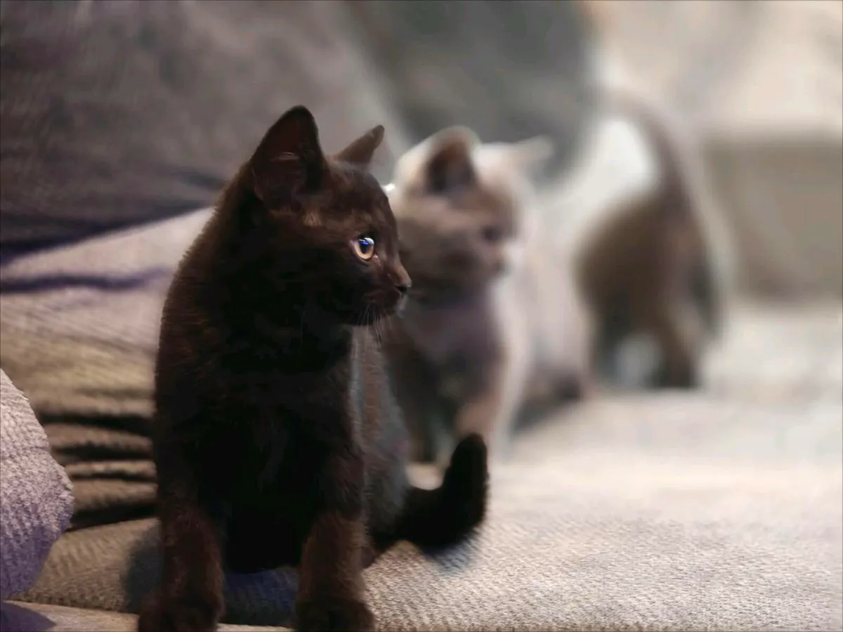 British Shorthair Kittens - Image 4
