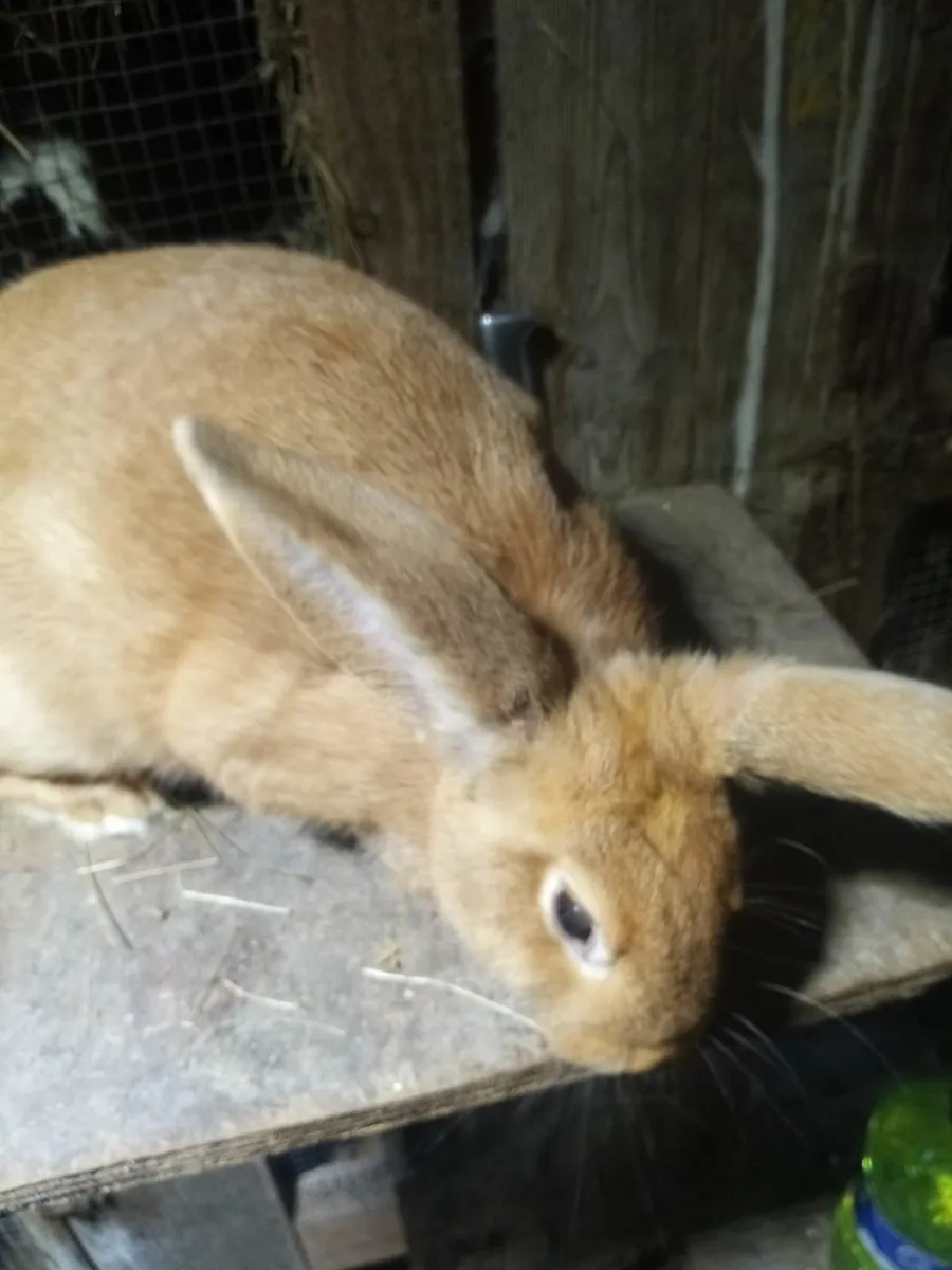 Giant Rabbit - Image 1