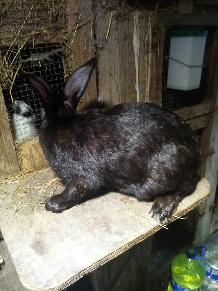 Giant Rabbit - Image 2