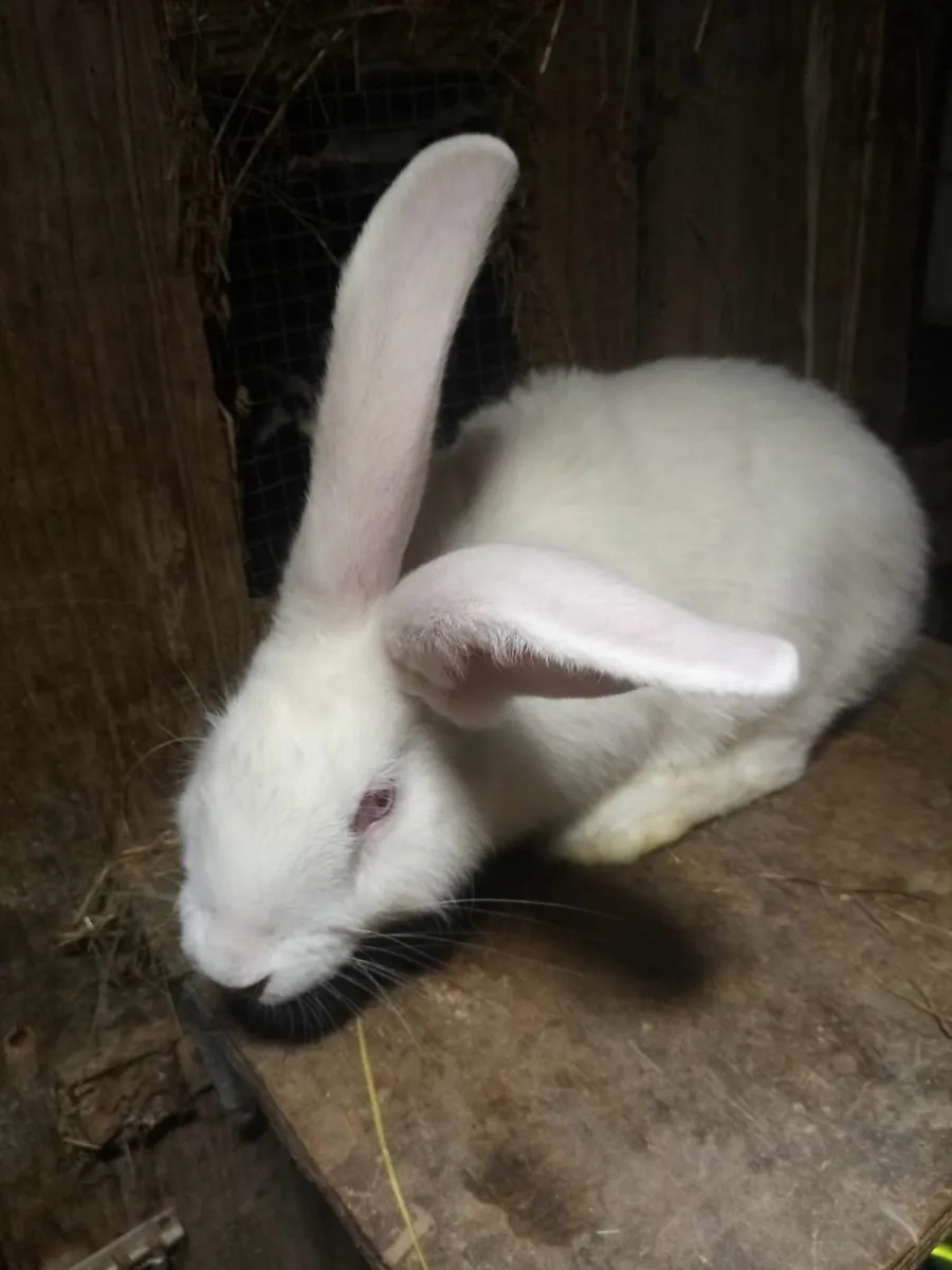 Giant Rabbit - Image 3