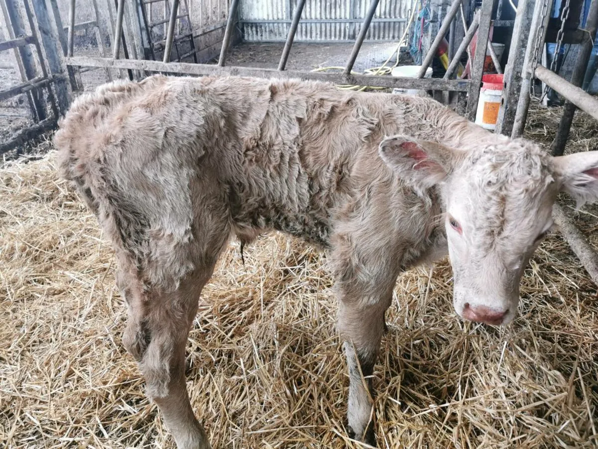 CH Heifer calf - Image 3