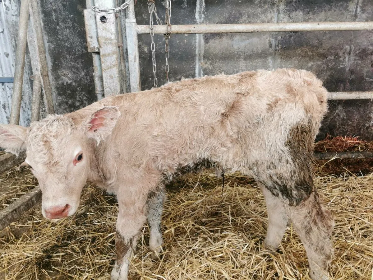 CH Heifer calf - Image 4
