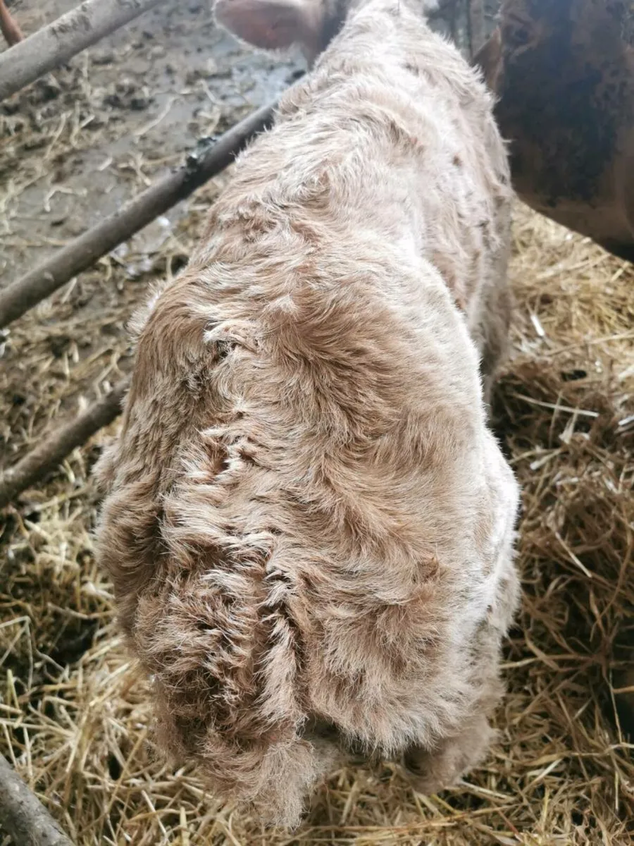 CH Heifer calf - Image 2