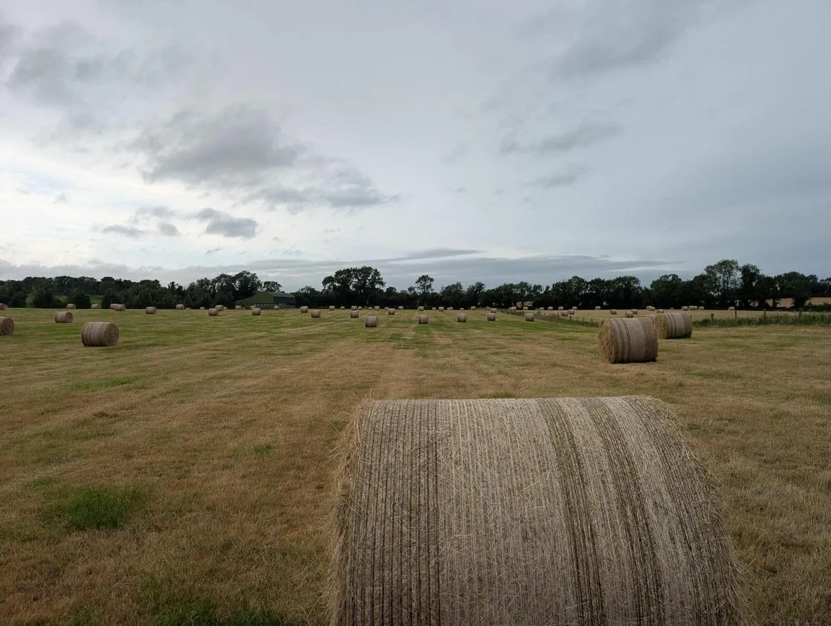 Hay - Image 2