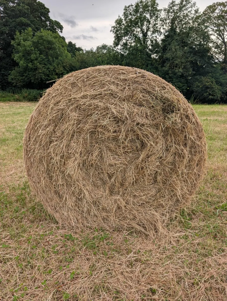 Hay - Image 3