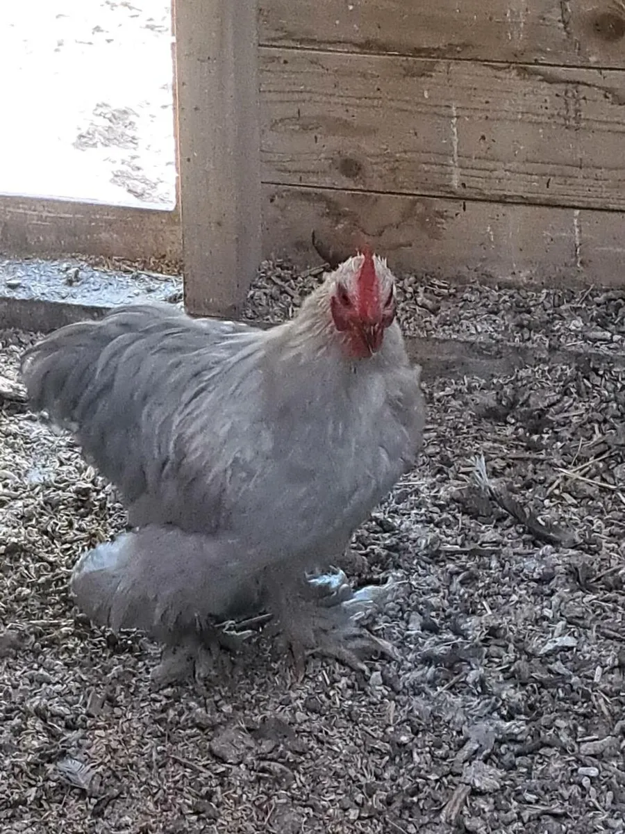 Pekin Rooster - Image 1