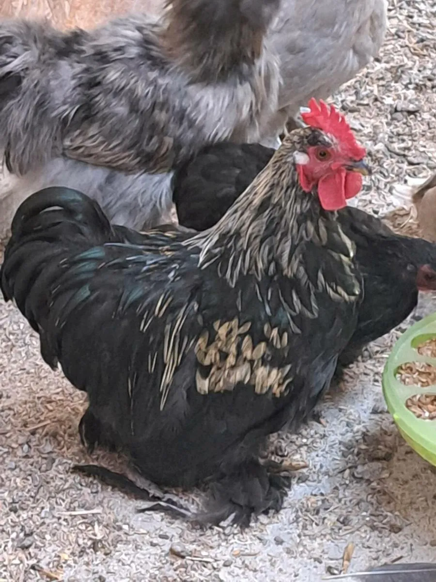 Pekin Rooster - Image 2