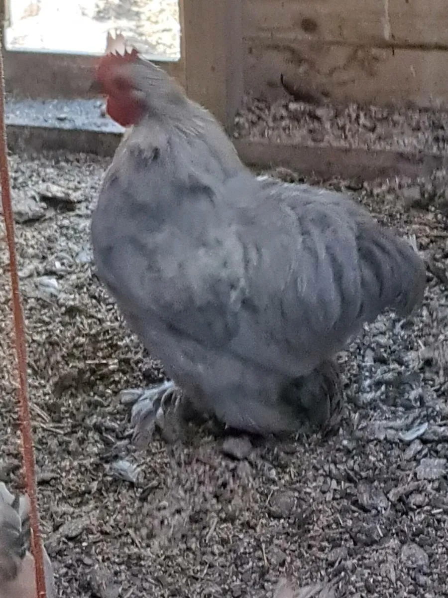 Pekin Rooster - Image 3