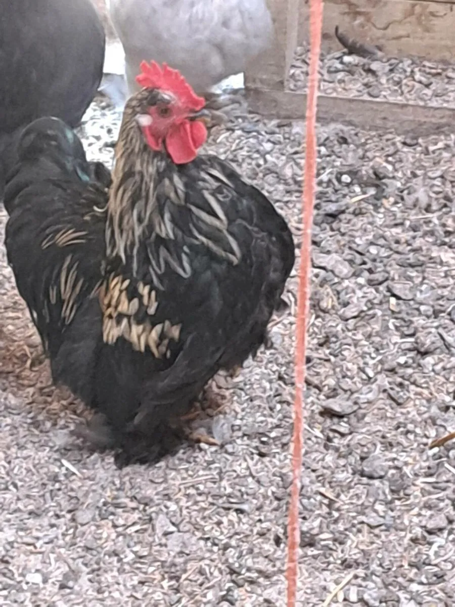Pekin Rooster - Image 4