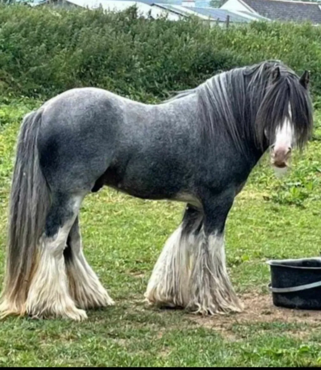 Horses - Image 1