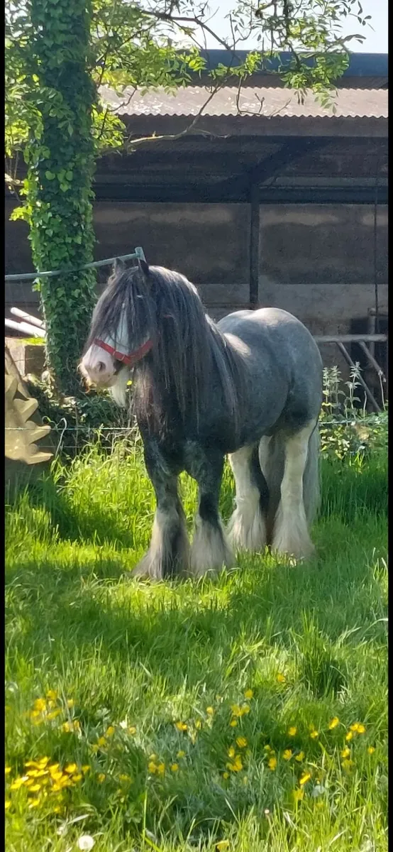 Horses - Image 2