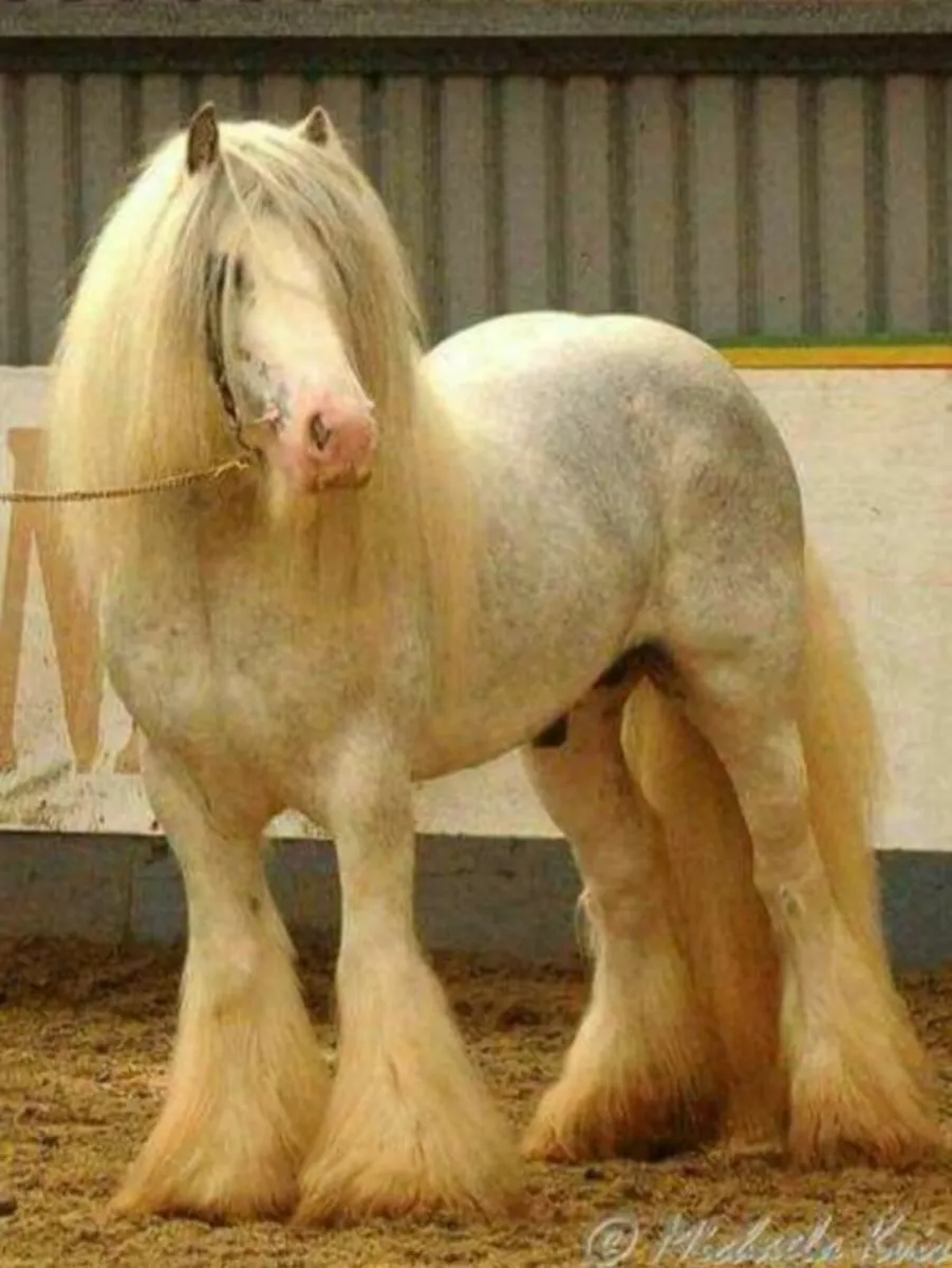 Horses - Image 3
