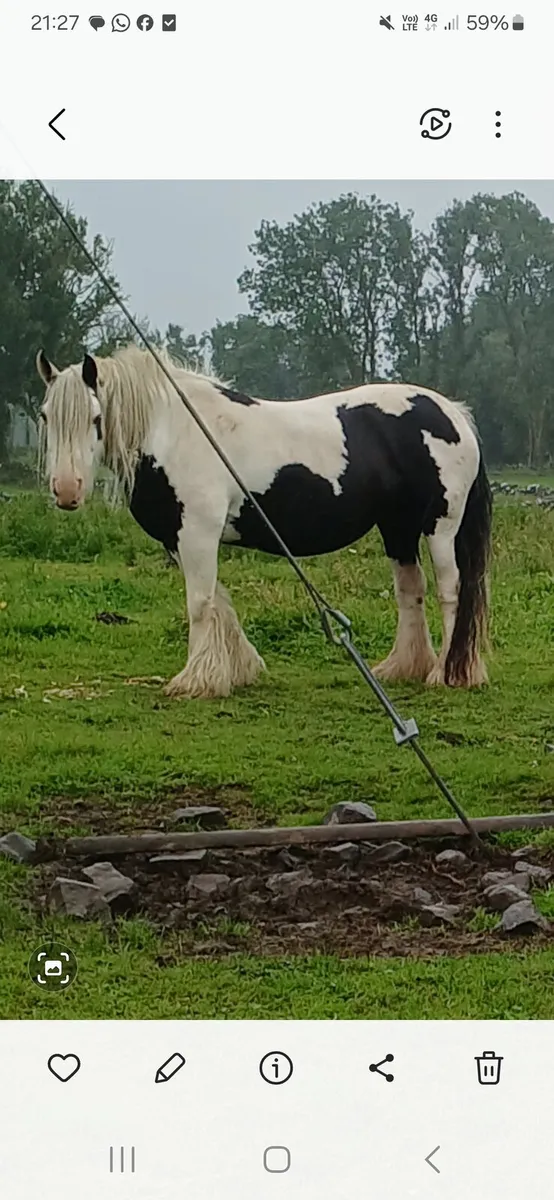 Horses - Image 4