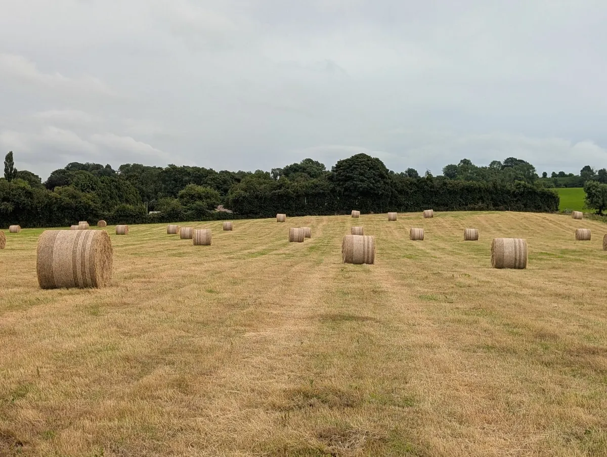 Hay - Image 1
