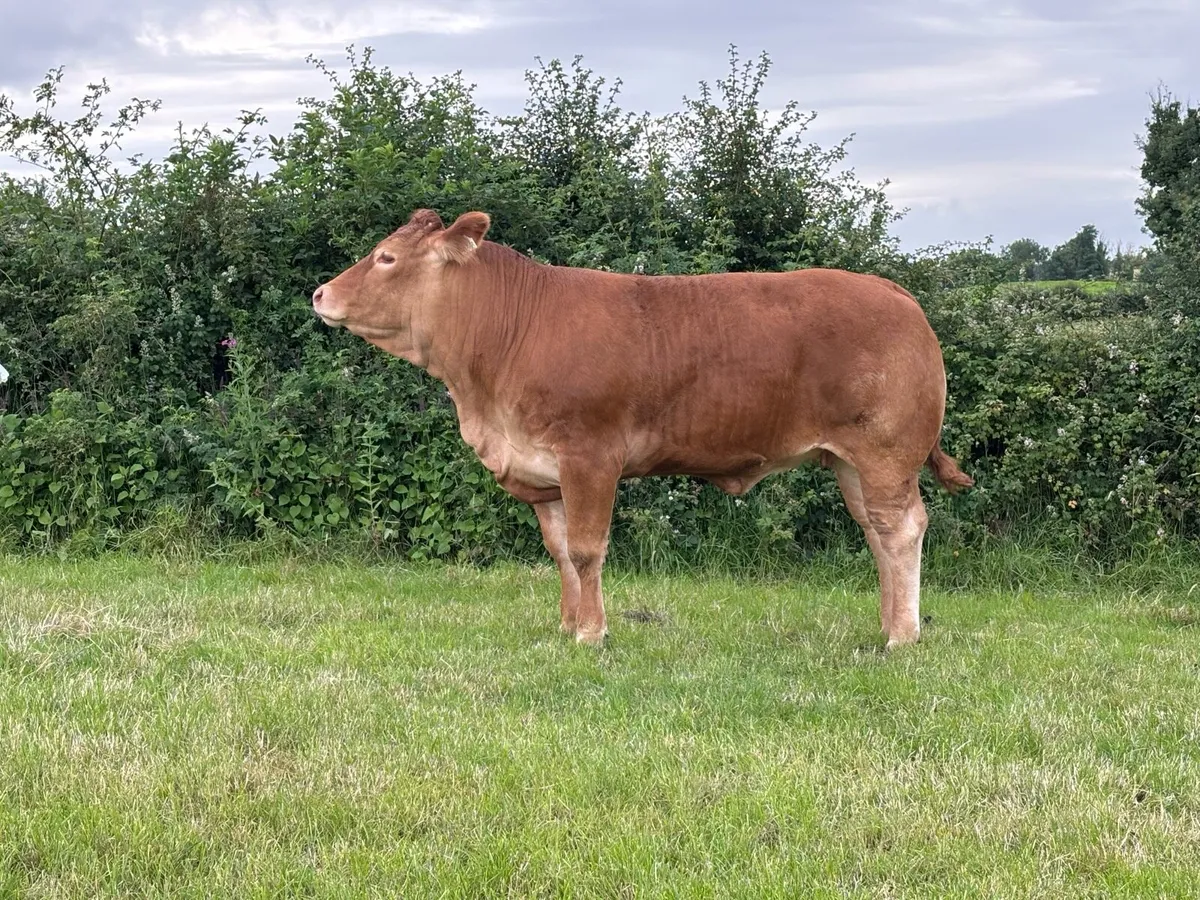 Pedigree Limousin heifer - Image 3
