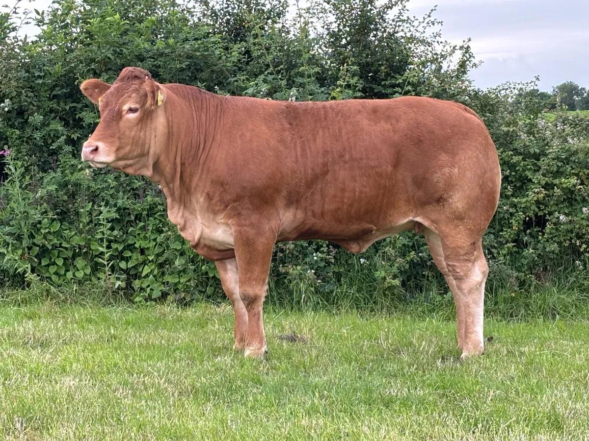 Pedigree Limousin heifer - Image 1