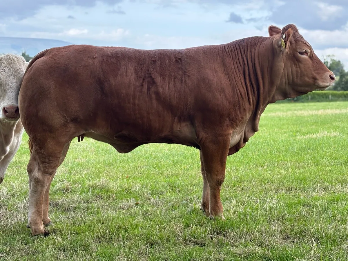 Pedigree Limousin heifer - Image 2