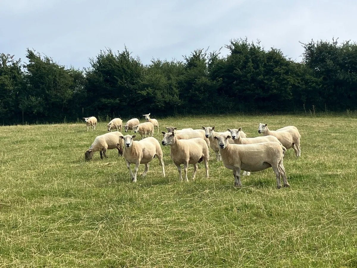 60 Breeding ewes - Image 4