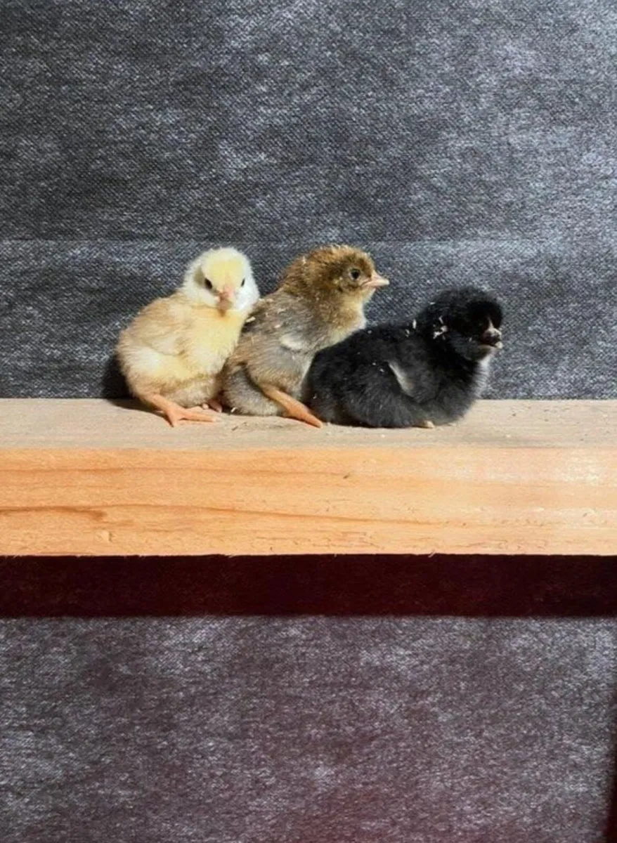 female day old chicks - Image 1