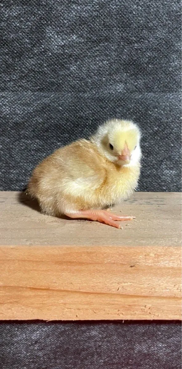 female day old chicks - Image 2