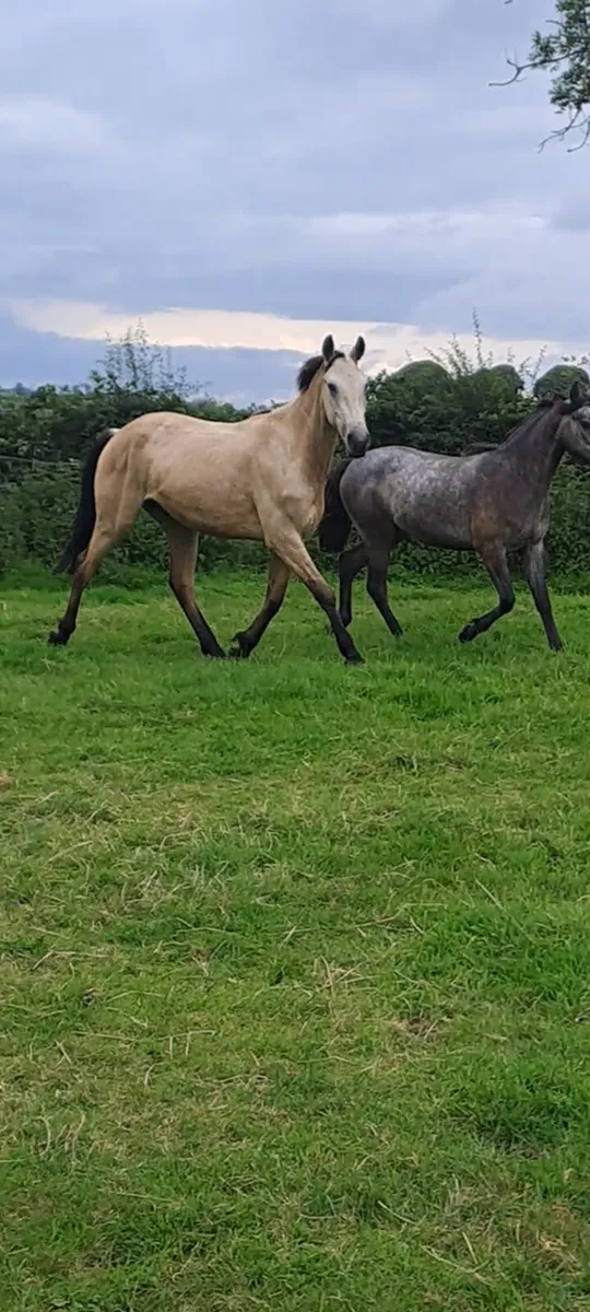 ☘️☘️3 year old gelding ☘️☘️ - Image 1