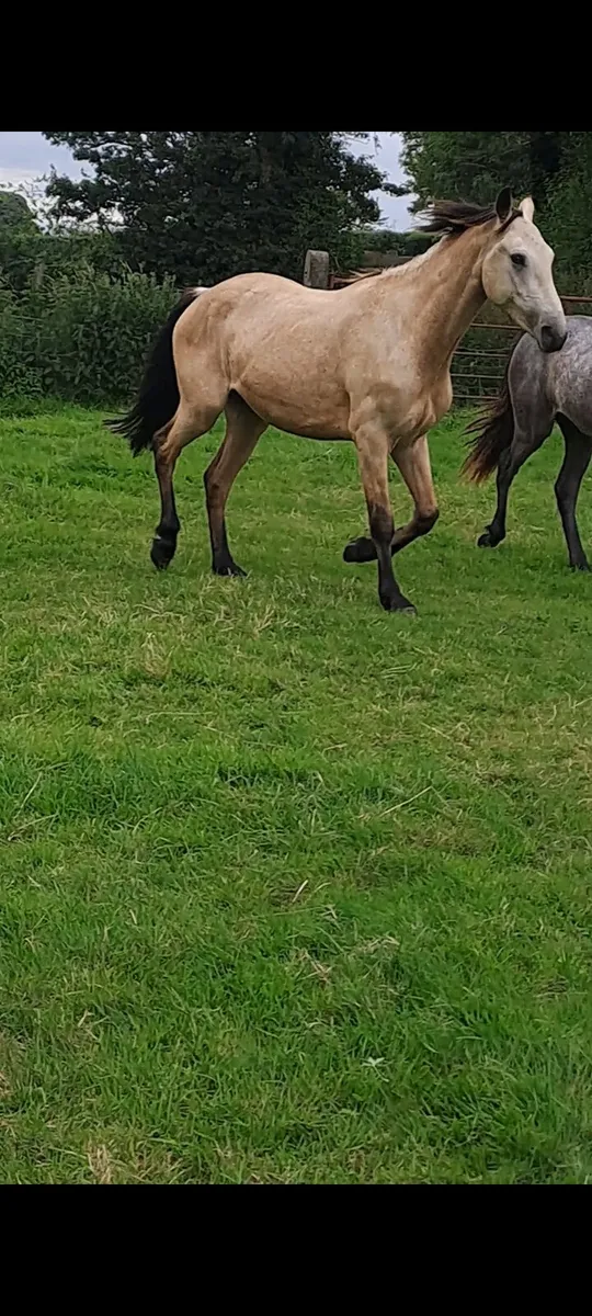 ☘️☘️3 year old gelding ☘️☘️ - Image 2