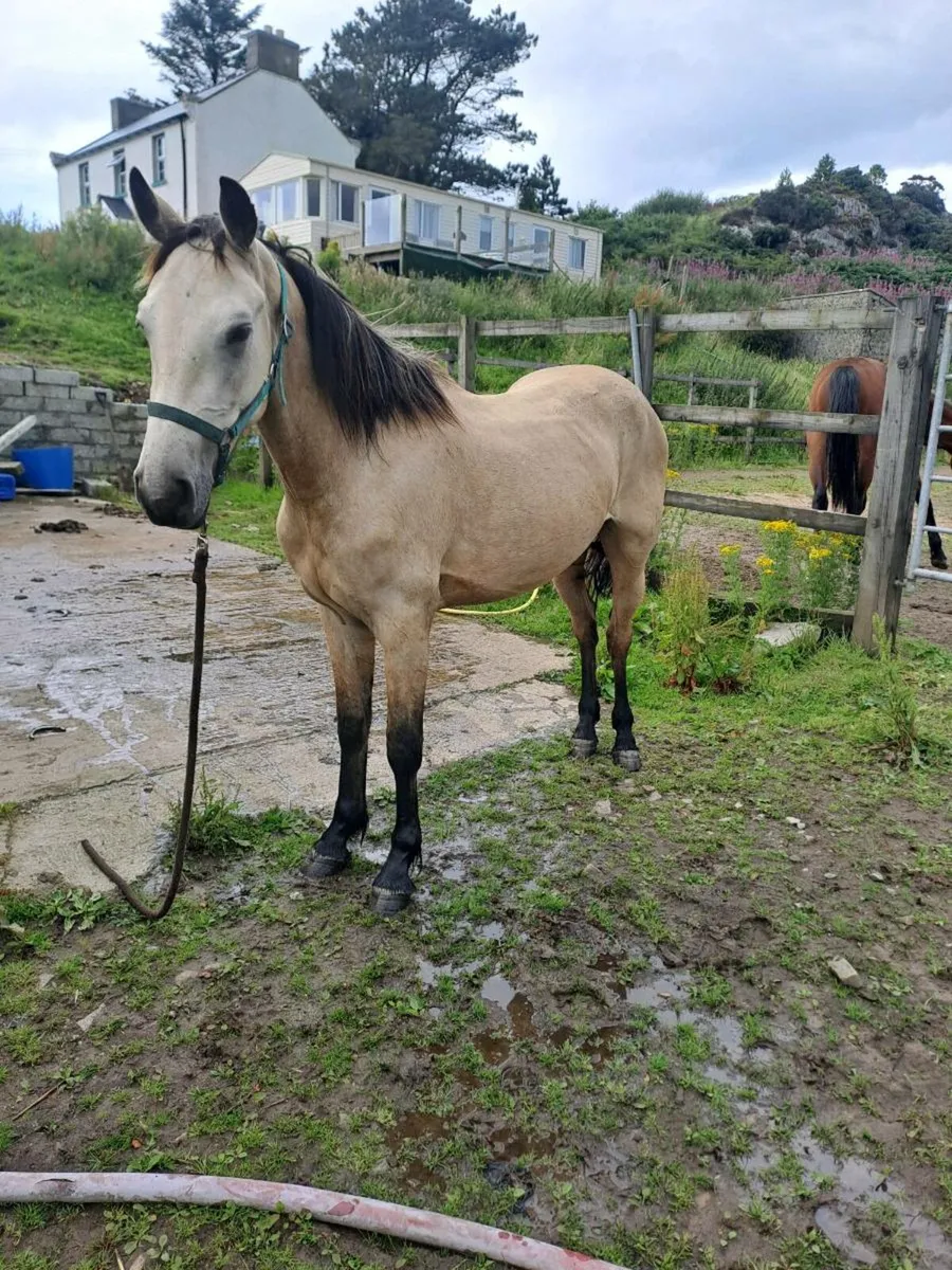 ☘️☘️3 year old gelding ☘️☘️ - Image 4