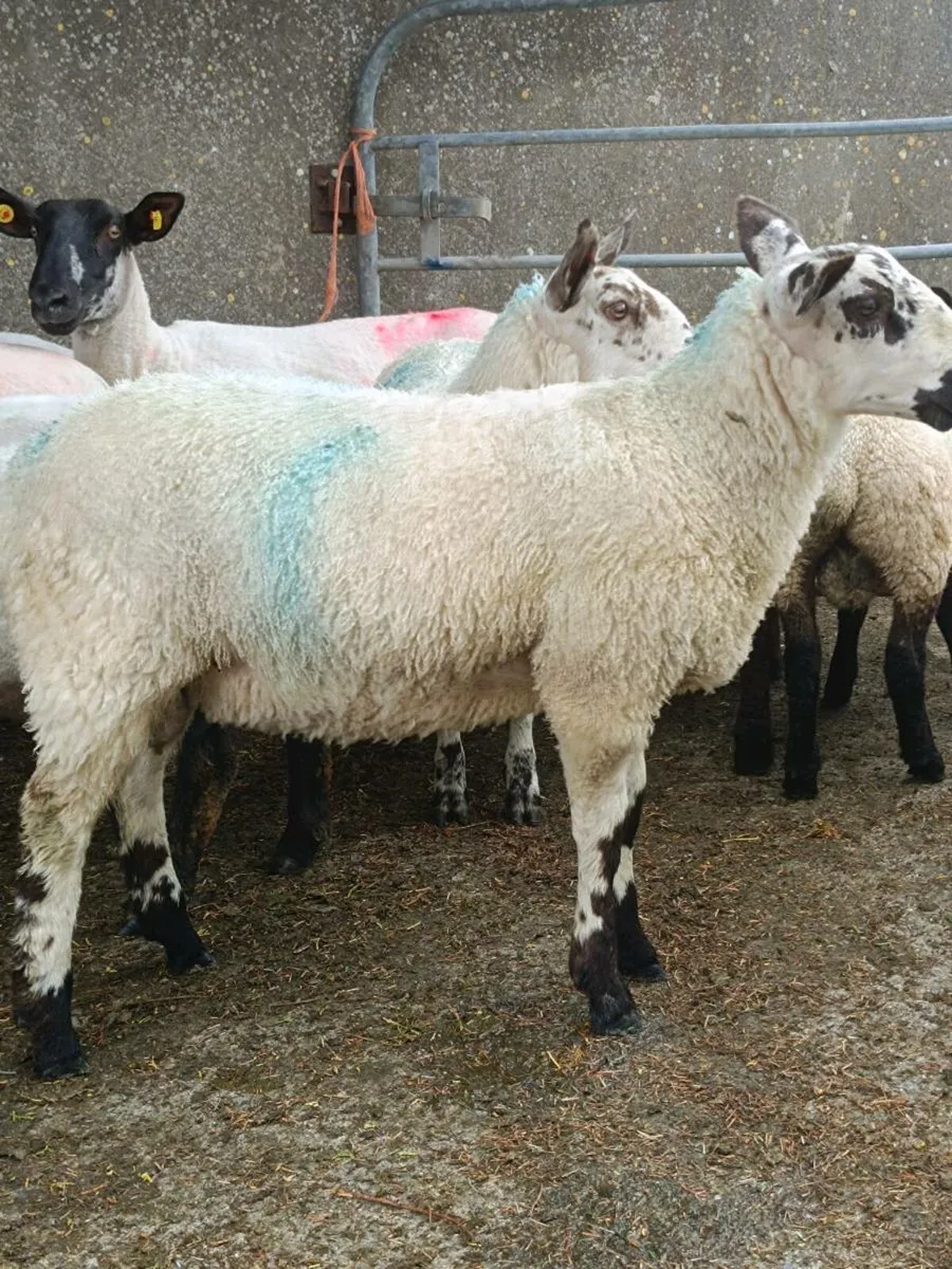 Lambs for sale - Image 1