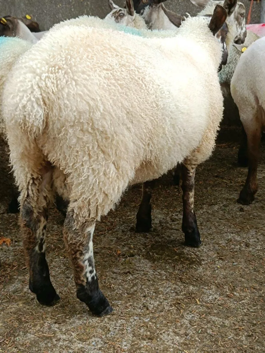 Lambs for sale - Image 2