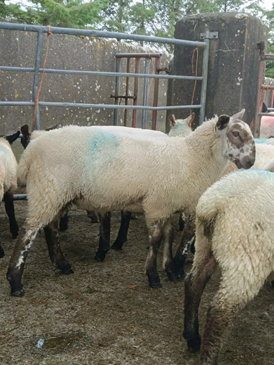 Lambs for sale - Image 3